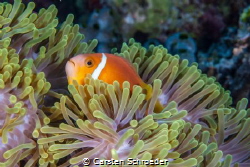 Clownfisch in Anemone by Carsten Schroeder 